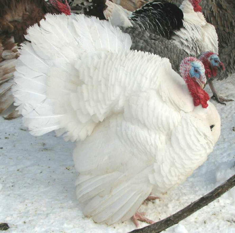 White Holland turkey