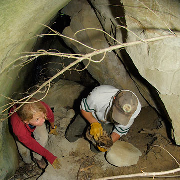 Cooley and Maletzke retrieve the single kitten from its den under the rocks. The radio signal tells them where the cat is at that moment. Usually, a mother cougar vacates her den when humans approach and does not interfere with the biologists' handling of her kittens; but the researchers want to know where she is before going in.