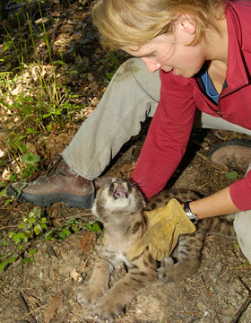 Cooley and the kitten get acquainted. Her crew names the kitten Shelby. Shelby's mother, Jokam, and grandmother, Jane, are also part of the tracking study. They have been collared and followed by the WSU team for four years.