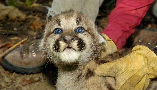 Shelby watches and wonders. At this age, about seven weeks, he has blue eyes. They will turn golden in about another month.