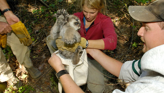 Cooley tries to put Shelby into a sack so he can be weighed.