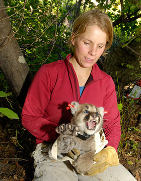 Weighed, collared, and ear-tagged, Shelby is still defiant.