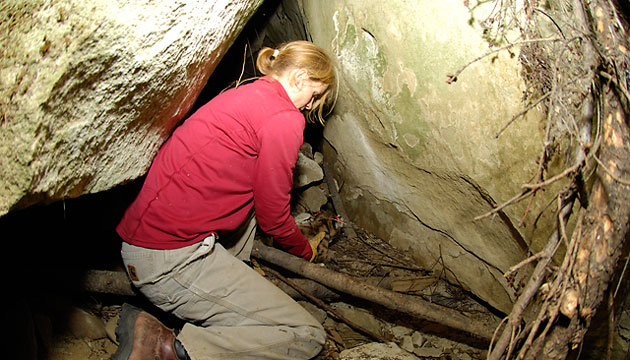 Cooley returns the kitten to his den. The mother will return soon after the human crew leaves the area.