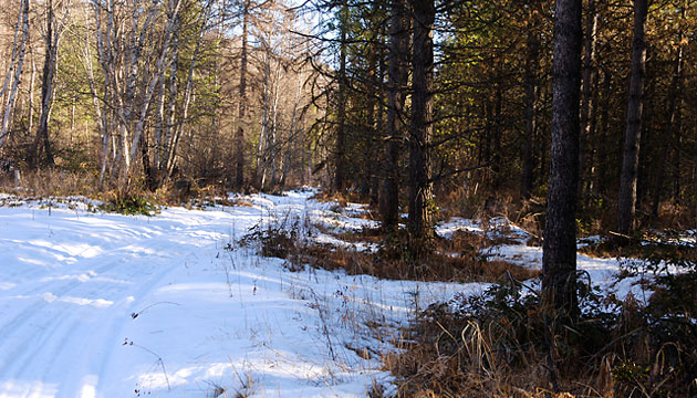 Halfway through a warm winter, the shortage of snow makes tracking cougars difficult, because their scent doesn't persist as long on bare ground as on snow. The hounds follow the trail for just a couple of hundred yards before it peters out.