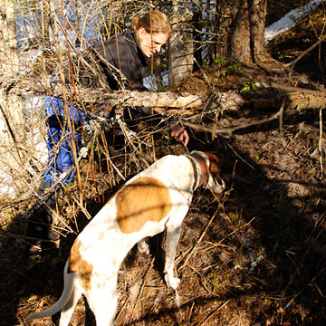 At the kill site, Cooley uses a stick to rummage through the remains of a deer that was killed by a cougar the previous week. Emma supervises.