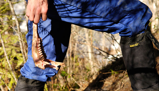 Emma found the day's big prize, the jawbone of the deer from the kill site. It's intact, but has been rasped clean of meat. This is the only bone still at the site.