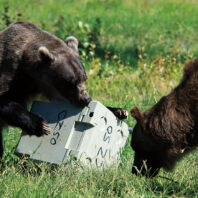 Two grizzly bears wrestling with a locked cooler