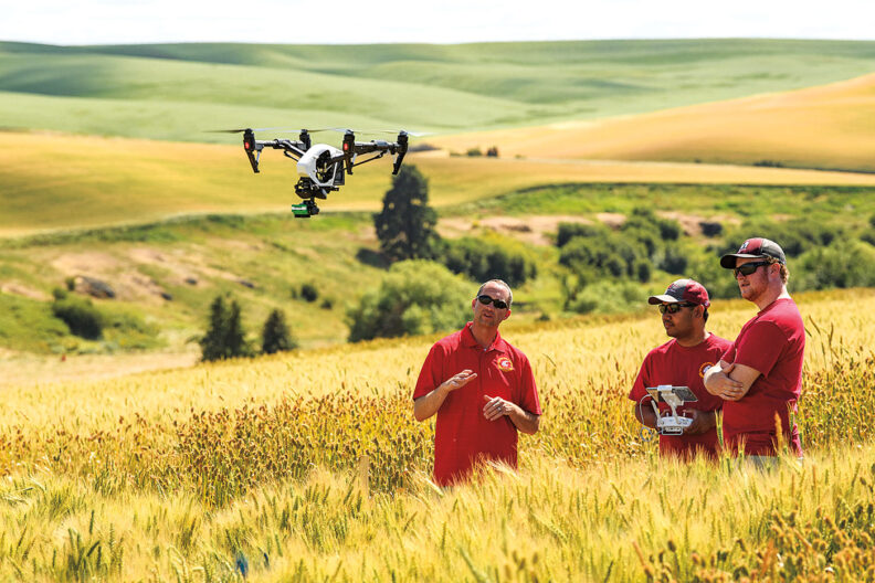 Three men in a wheat field watch a drone