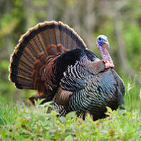 A wild turkey in a field of grass with trees in the background