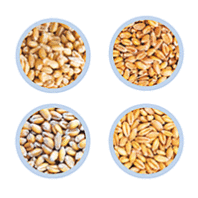 four wheat varieties in a grid