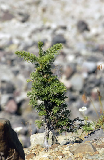 Dendrochronologist David Yamaguchi
