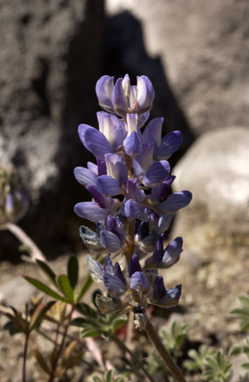 Lupinus lepidus