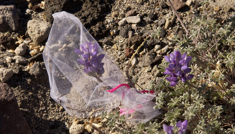 A mesh bag protects part of a lupine plant from predators in one of Bishop's experiments.