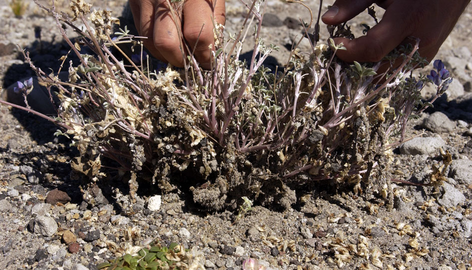 A lupine decimated by insect herbivores.