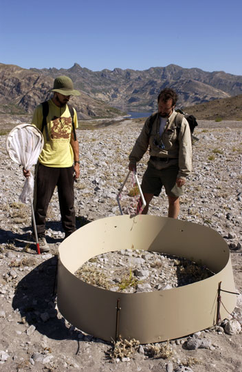 Matt Ogburn and Bishop check enclosures used to study the effect of insect herbivores and their insect predators on the spread of lupine colonies.