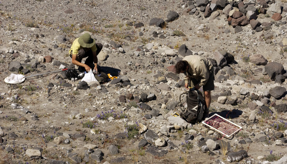 Ogburn and Bishop measure the density of plants on the pumice plain.