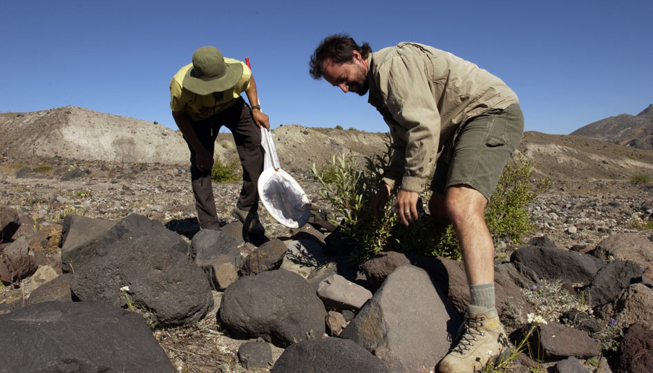 Ogborn and Bishop search for moths and their herbivorous caterpillars to take back to the laboratory in Vancouver.