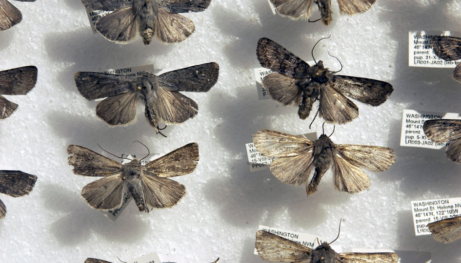 A collection of similar moth species provides a reference in identifying herbivores of lupines.