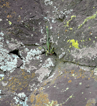 Plants grow where they can