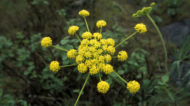 One of the many species of Lomatium that grow in the Channeled Scablands