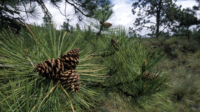Ponderosa pine