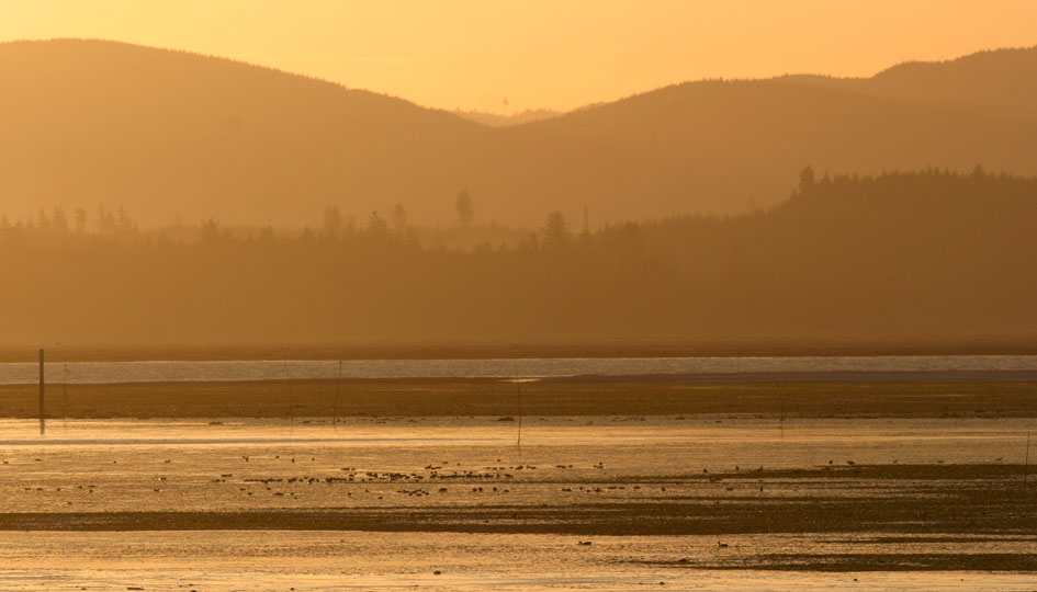 willapa bay