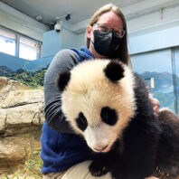 Woman with a face mask holds a young panda
