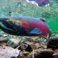Purple and blue coho salmon in shallow water
