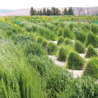 Grass on test plots at WSU