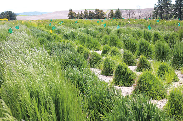 Grass on test plots at WSU