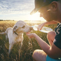 Young man with dog at sunset in summer nature. Thirsty yellow labrador retriever drinking water from the plastic bottle.