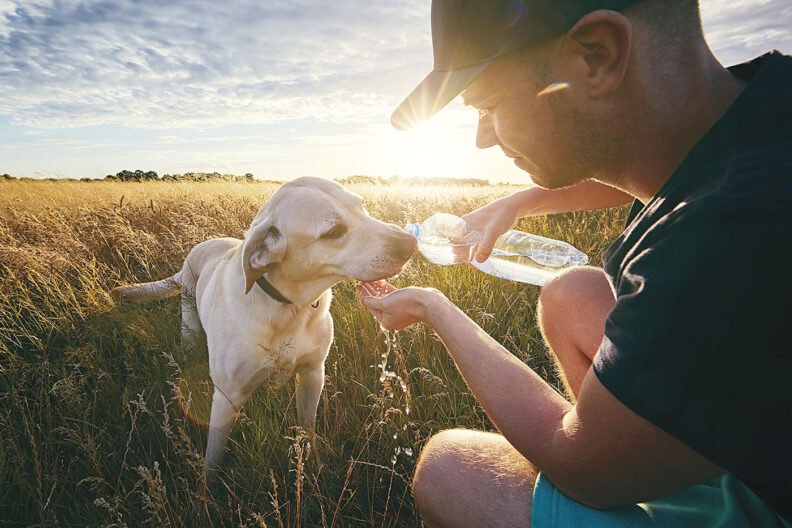 Young man with dog at sunset in summer nature. Thirsty yellow labrador retriever drinking water from the plastic bottle.