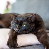 tired looking black cat on a pillow