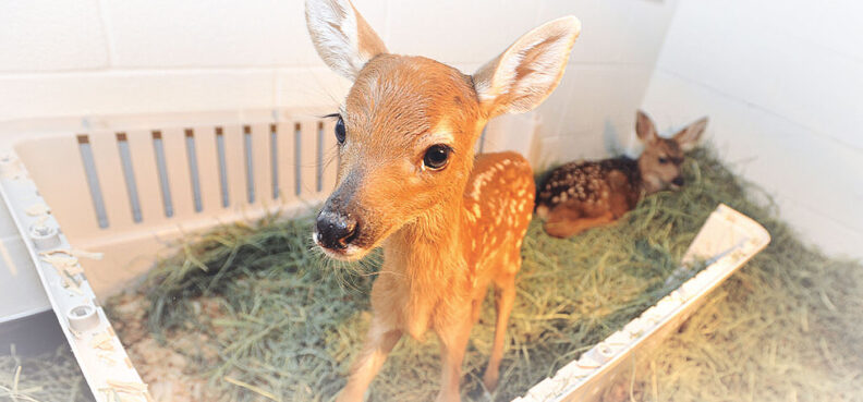 Two fawns in a pen with hay on the floor