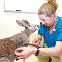 woman veterinarian uses a stethoscope to listen to the lungs of a kangaroo
