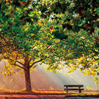 Fall park with trees and a bench