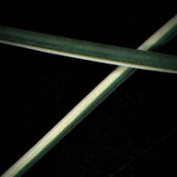 Microscopic image of two strands of polymer and cotton