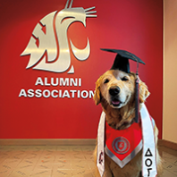 Dash Dog wearing WSU graduation cap and sash in front of WSU Alumni Association sign
