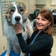 Veterinarian Jane Wardrop in an exam room with a large dog