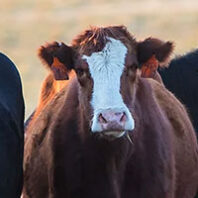 Cow. Courtesy Post 5 Cattle Company