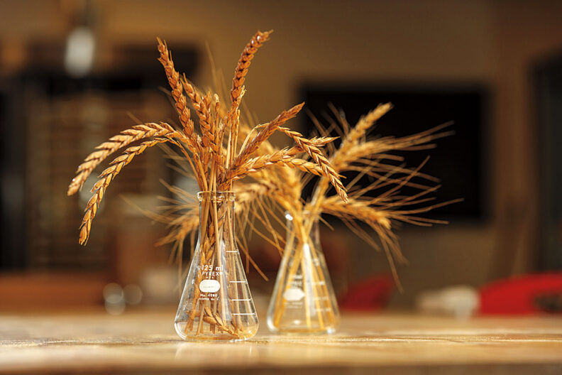 Stalks of wheat in beakers at the WSU Breadlab