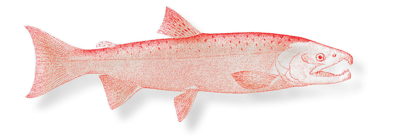 illustration of a coho salmon