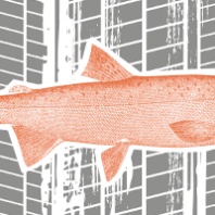 coho salmon detail with tire threads in background