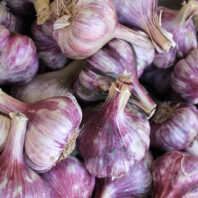 Inchelium Red garlic bulbs