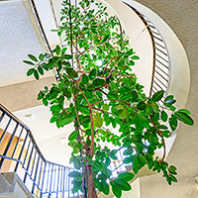 Tall rubber fig tree in staircase of WSU's Cleveland Hall