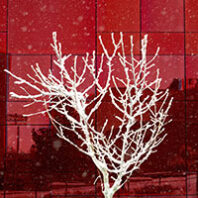 Frost-covered tree in front of red reflective panels on a building