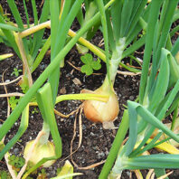 Onions in a field, with bulbs showing