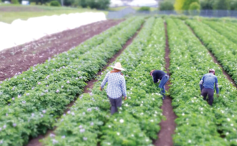 Three people checking rows of crops