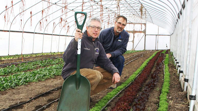 Two men in a greenhouse with rows of crops