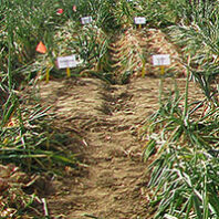 Rows of planted onions identified with small signs